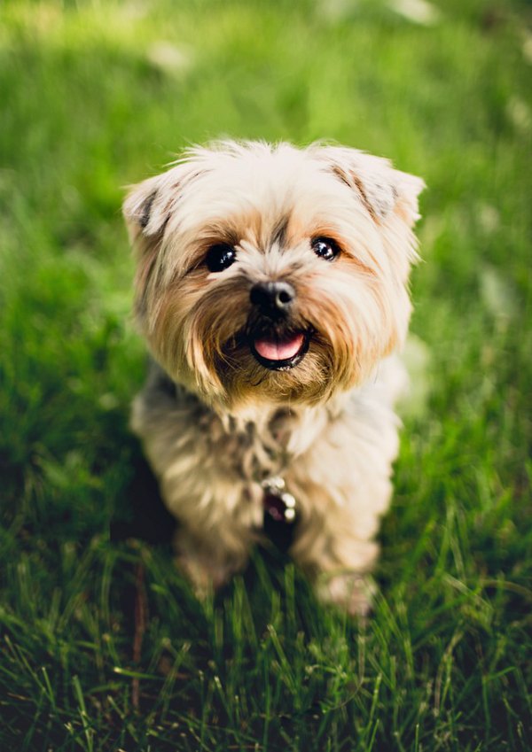 how much water should i give my puppy how to keep both your lawn your healthy how much water should i give my puppy how to keep both your lawn your healthy